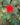 Button-Rose-Orange-Flowering-Plants.jpg