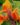 Cannas-Dwarf-Orange-Flowering-Plants.jpg