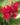Cannas-Dwarf-Red-Flowering-Plants.jpg
