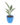 bird-of-paradise-flower-01_2.jpg