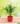 nurserylive-areca-palm-small-plant-1-582392_540x720.webp