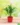 nurserylive-areca-palm-small-plant-1-582392_540x720.webp