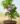 nurserylive-g-krishna-kamal-passion-flower-passiflora-incarnata-purple-plant-158241_600x600.webp