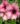 nurserylive-plants-allamanda-tiger-peach-orange-plant_600x600.jpg