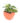 philodendron-oxycardium-varigated-01_1_1.jpg
