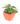 philodendron-oxycardium-varigated-01_1_1.jpg