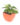 philodendron-oxycardium-varigated-01_1_1.jpg