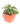 philodendron-oxycardium-varigated-01_1_1.jpg